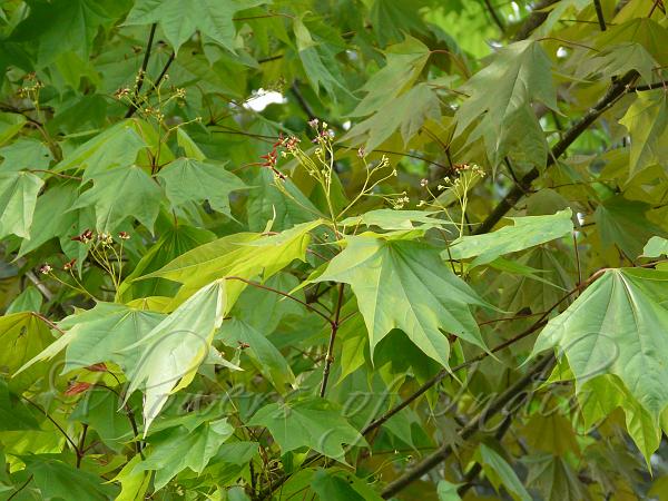 Caucasian Maple